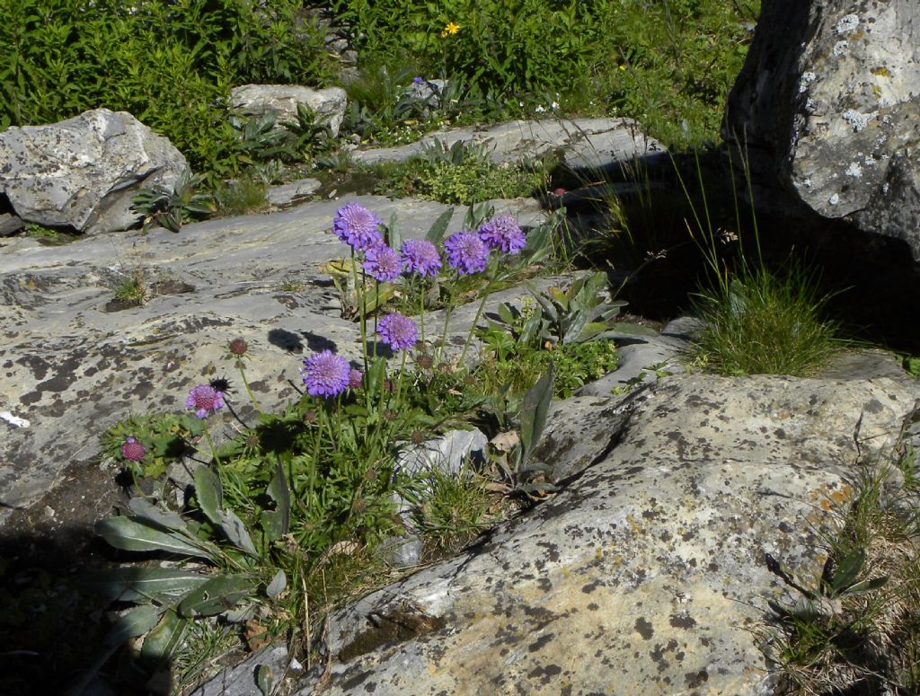 Scabiosa lucida (Caprifoliaceae)